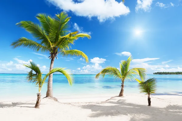 야자나무와 해변 — 스톡 사진