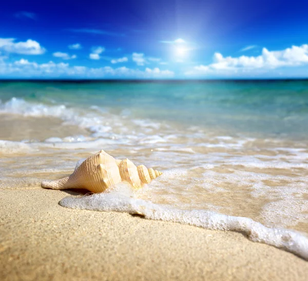 Concha marina en la playa (DOF poco profundo ) — Foto de Stock