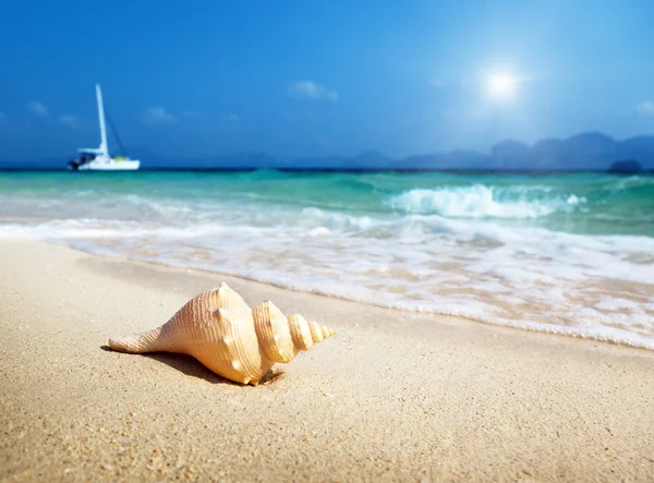 Mušle na pláži — Stock fotografie