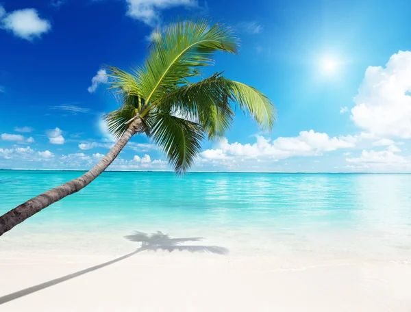 Palm och hav — Stockfoto