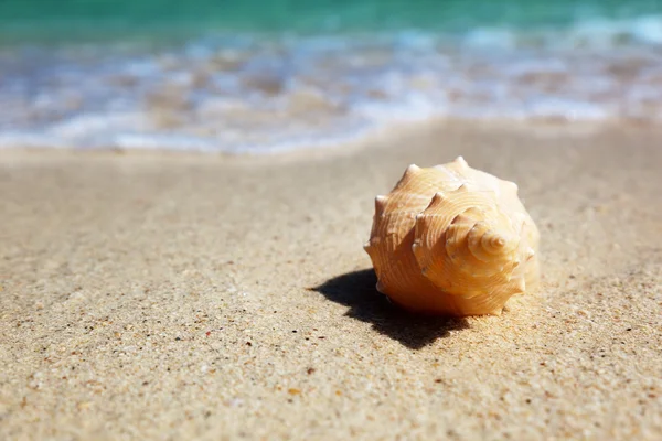 (浅いビーチで貝殻) — ストック写真