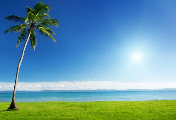 Palm en Caribische zee — Stockfoto