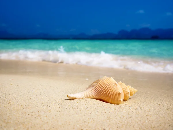 Muszla na plaży (płytkie Dof) — Zdjęcie stockowe