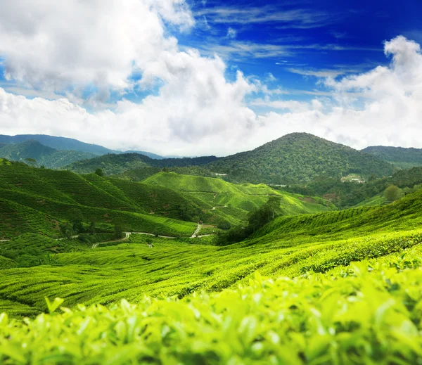 Чайная плантация Cameron Highlands, Малайзия Стоковая Картинка