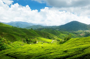 Tea plantation Cameron highlands, Malaysia clipart