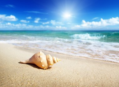 Seashell on the beach clipart