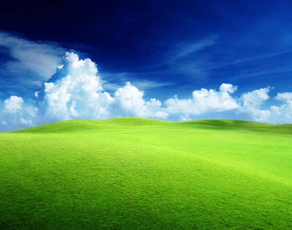 Field of grass and perfect sky