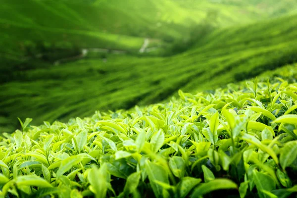 Piantagione di tè altopiani Cameron, Malesia (DOF superficiale ) — Foto Stock