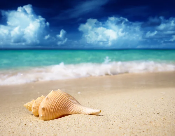 Θαλασσινό κοχύλι, πάνω στην παραλία του (ρηχά Dof) — Φωτογραφία Αρχείου