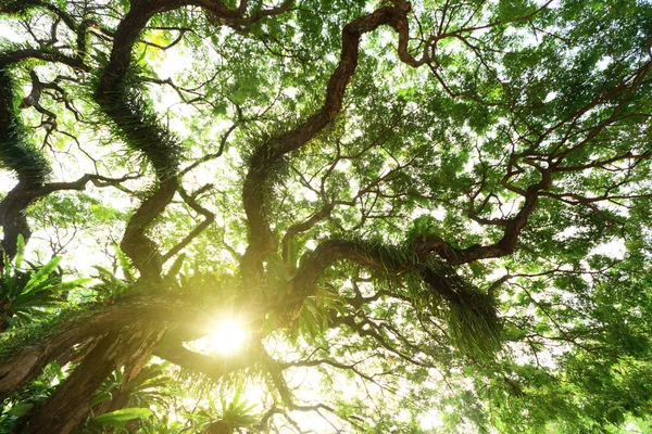 Дерево в джунглях — стокове фото