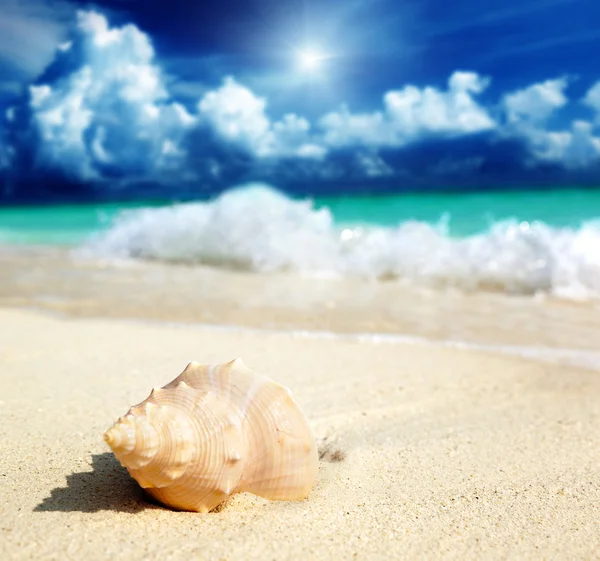 Θαλασσινό κοχύλι, πάνω στην παραλία του (ρηχά Dof) — Φωτογραφία Αρχείου