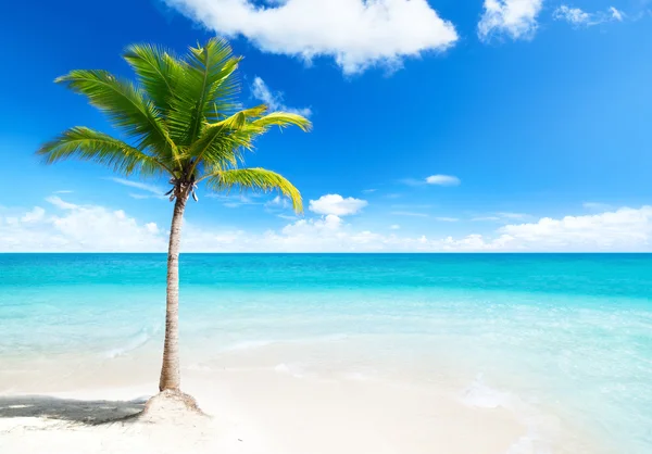 Palm op het eiland — Stockfoto
