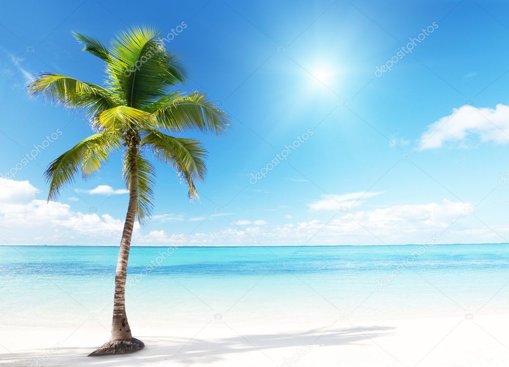 Palm and sea