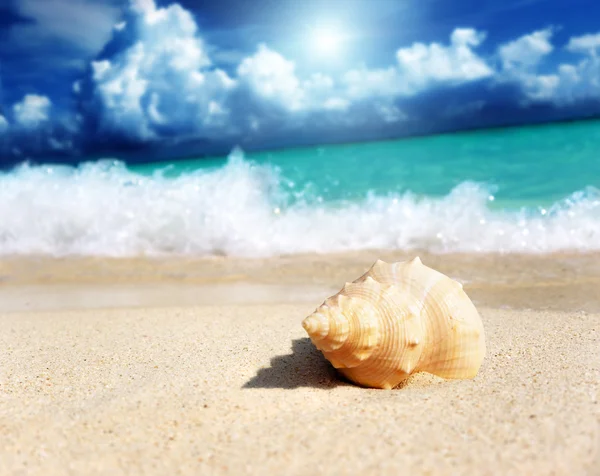 A strandon (sekély Dof kagyló) — Stock Fotó
