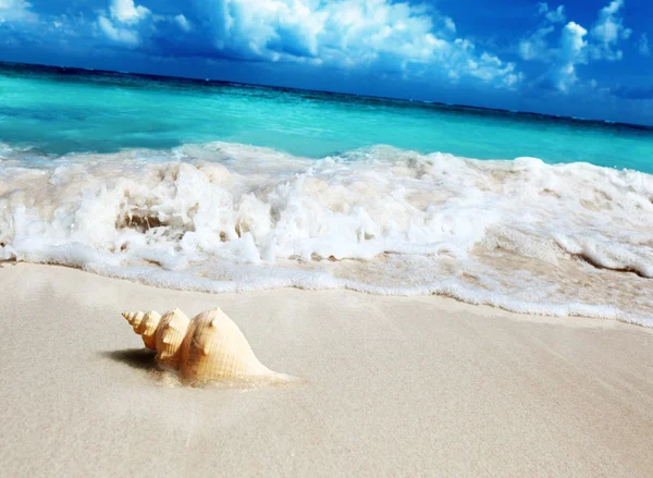 Coquillage sur la plage (peu profonde DOF ) — Photo