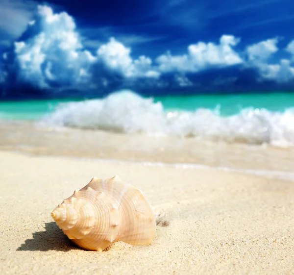 Морська мушля на пляжі (неглибокий DOF ) — стокове фото