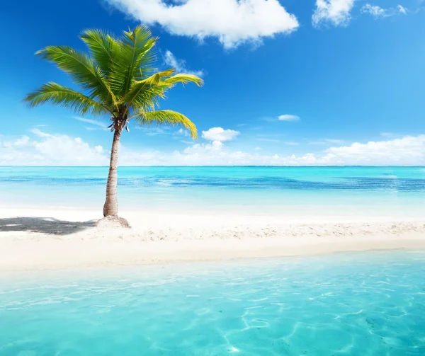 Palm op het eiland — Stockfoto