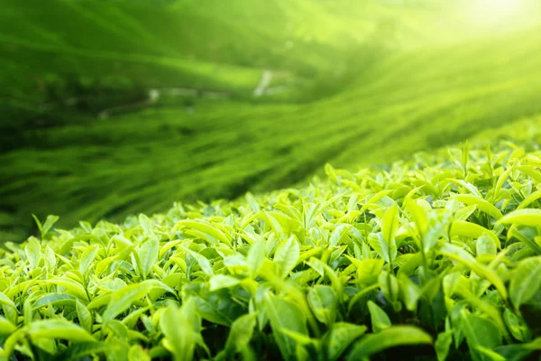 Piantagione di tè altopiani Cameron, Malesia (DOF superficiale ) — Foto Stock