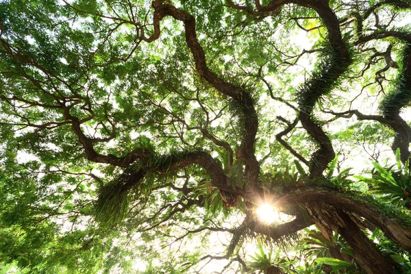 Δέντρο στη ζούγκλα — Φωτογραφία Αρχείου