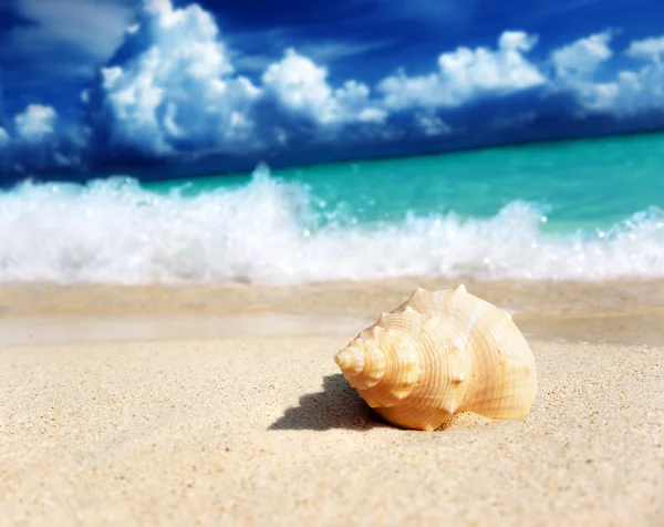 Seashell på stranden (grunt Dof) — Stockfoto