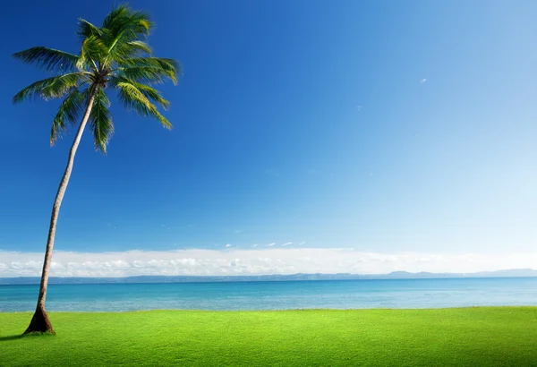 Пальмовое и Карибское море — стоковое фото
