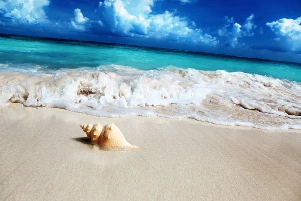Seashell on the beach (shallow DOF) — Stock Photo, Image