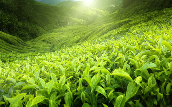 Чайная плантация Cameron Highlands, Малайзия — стоковое фото
