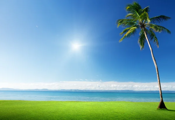 Palm en Caribische zee — Stockfoto