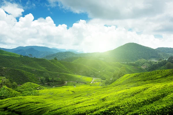 Tea plantation Cameron highlands, Malaysia Stock Picture