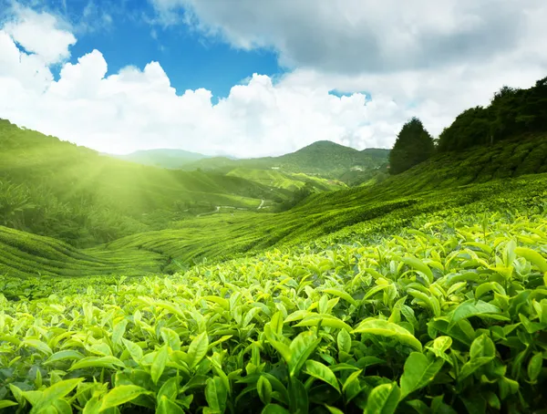 Чайная плантация Cameron Highlands, Малайзия Стоковое Изображение