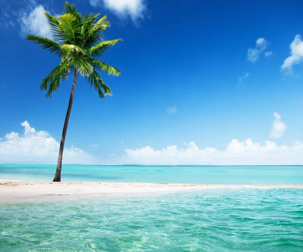 Palm på ön — Stockfoto