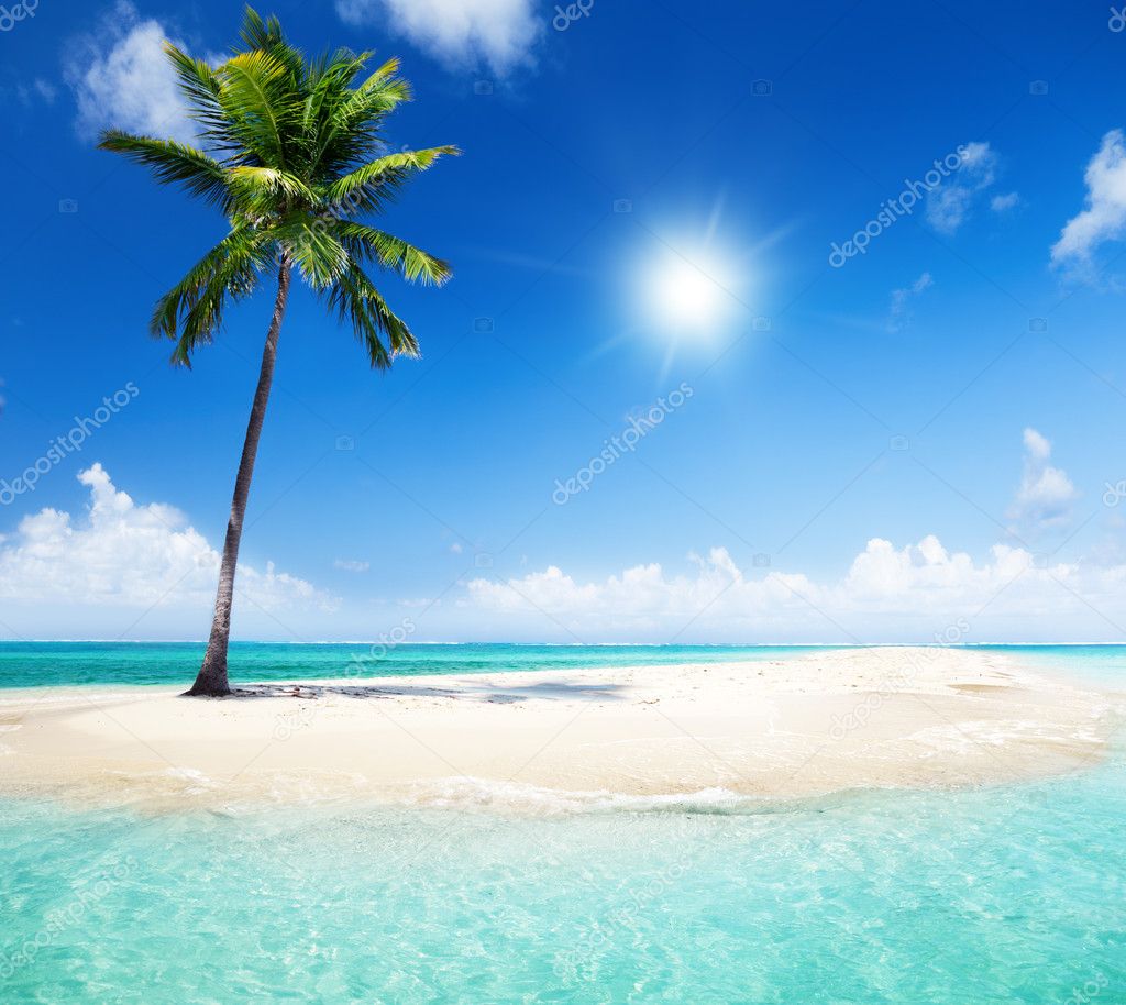 Palm on island