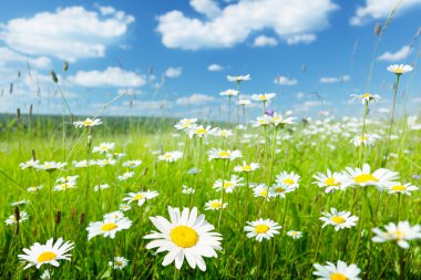 Field of summer flowers clipart