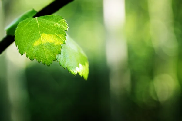 Blätter der Birke im Wald — Stockfoto