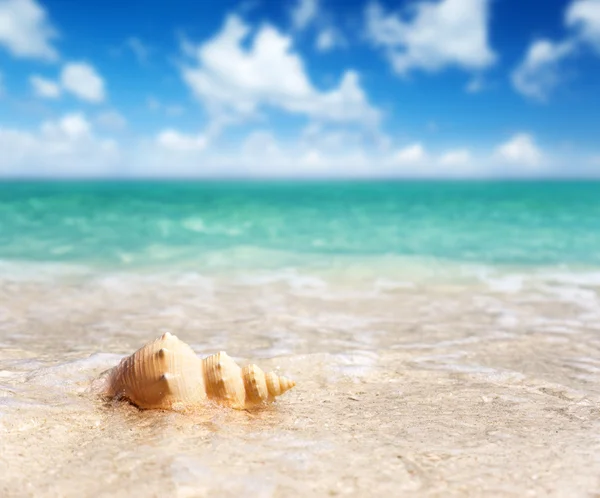 Conchiglia sulla spiaggia (poco profonda DOF ) — Foto Stock