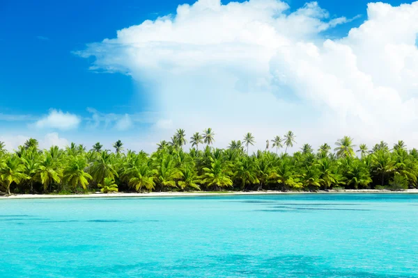 Palms on island and caribbean sea — Stock Photo, Image