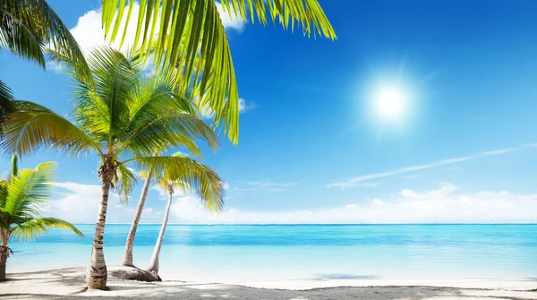加勒比海和椰子树 — 图库照片