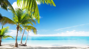 Caribbean sea and coconut palms clipart