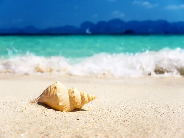 Muszla na plaży (płytkie Dof) — Zdjęcie stockowe