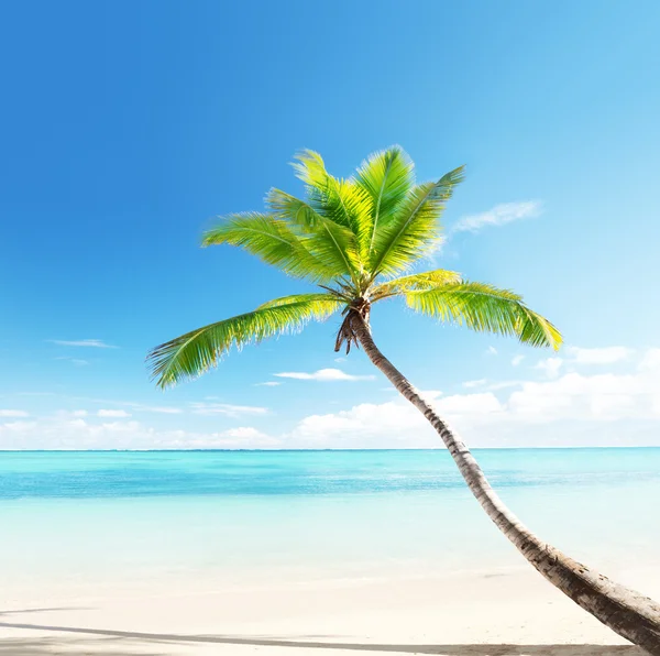 Palme am karibischen Strand — Stockfoto