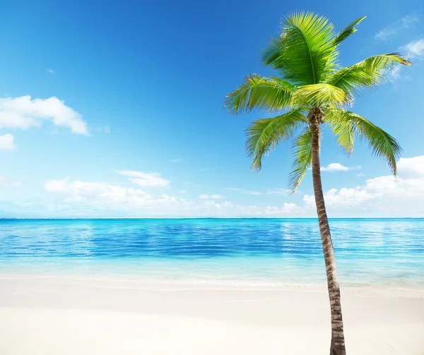Palm en zee — Stockfoto