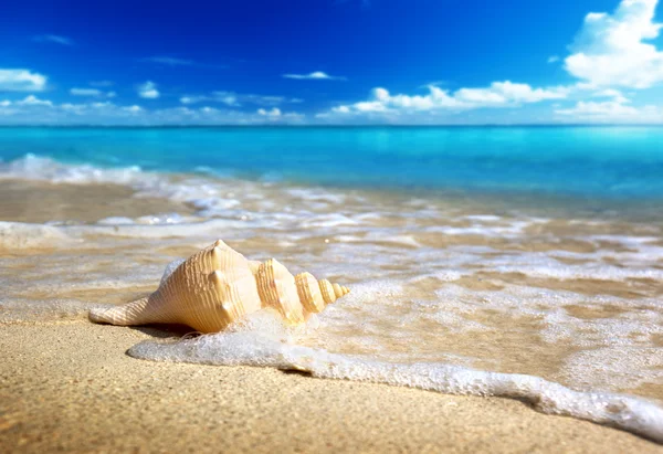 Concha marina en la playa (DOF poco profundo ) —  Fotos de Stock