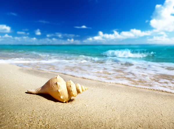Kagyló a strandon — Stock Fotó
