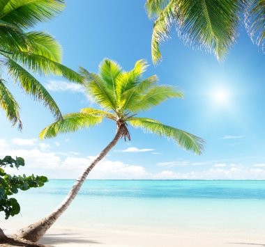 Palms on Caribbean beach clipart