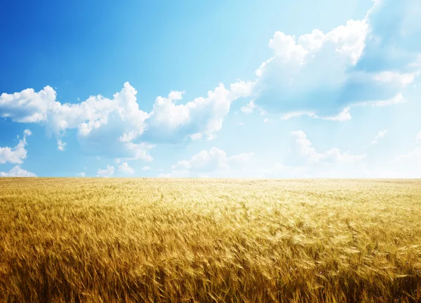 大麦田和阳光灿烂的日子 — 图库照片