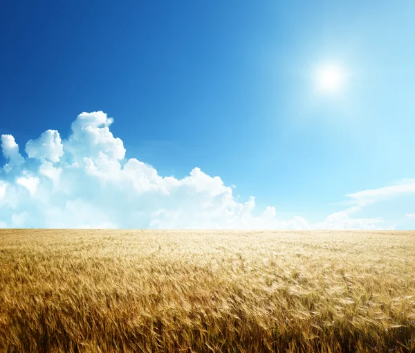 Mező árpa és napsütéses nap — Stock Fotó