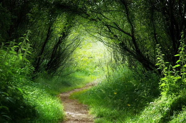 Camino en el bosque profundo — Foto de Stock