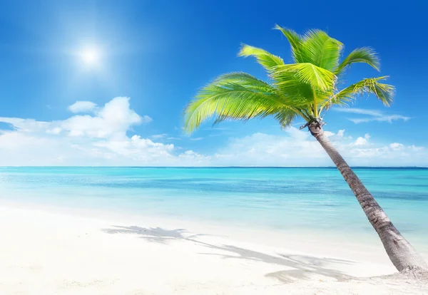 Palm op het strand — Stockfoto