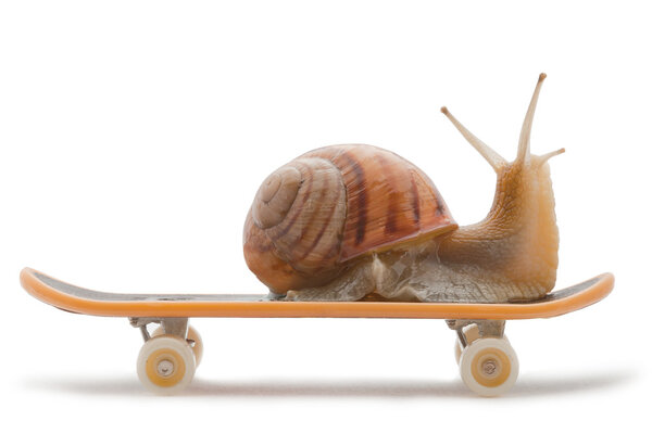 Snail on a skateboard on the white background