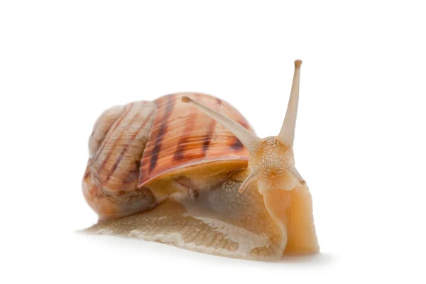 Snail ,isolated on white background — Stock Photo, Image
